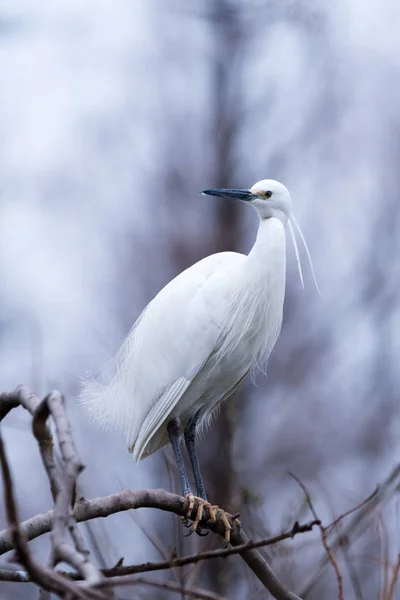 Bel Oiseau Dans Nature — Photo