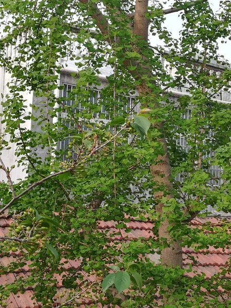 Hojas Verdes Bosque — Foto de Stock