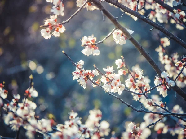 Bilden Körsbärsblomma Våren — Stockfoto