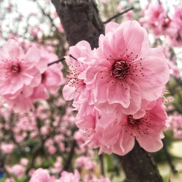 Bloeiende Kersenboom Bloemen Close — Stockfoto