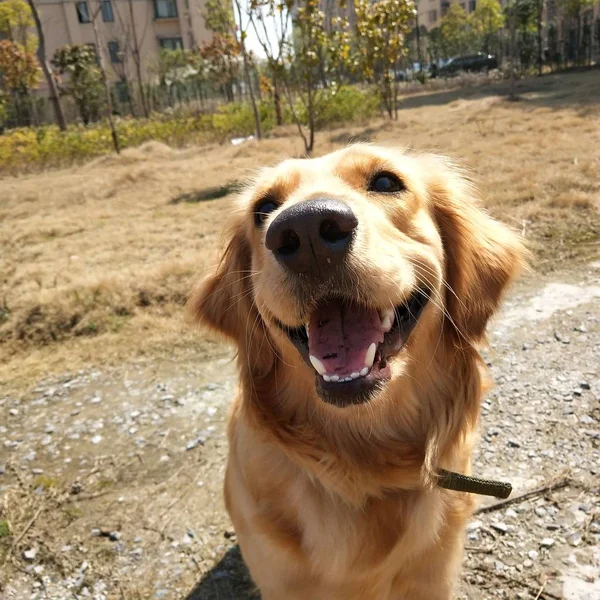 dog on the street at day time