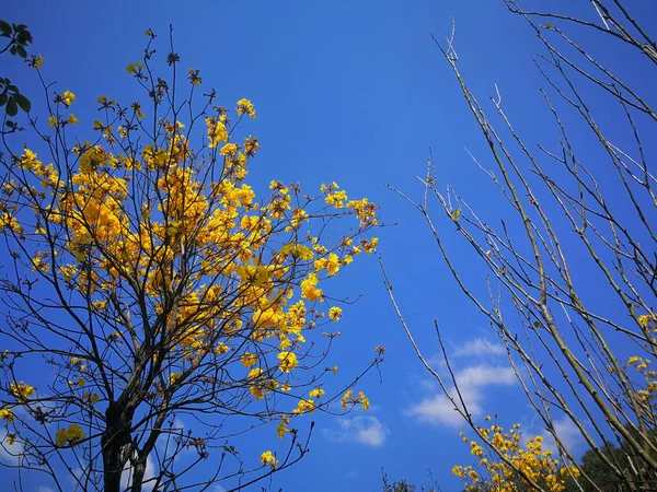 Höst Löv Höst Säsong Lövverk Flora — Stockfoto