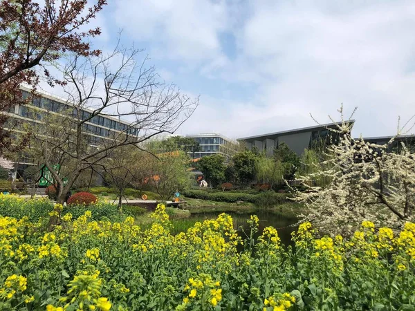 Hermosas Flores Jardín — Foto de Stock