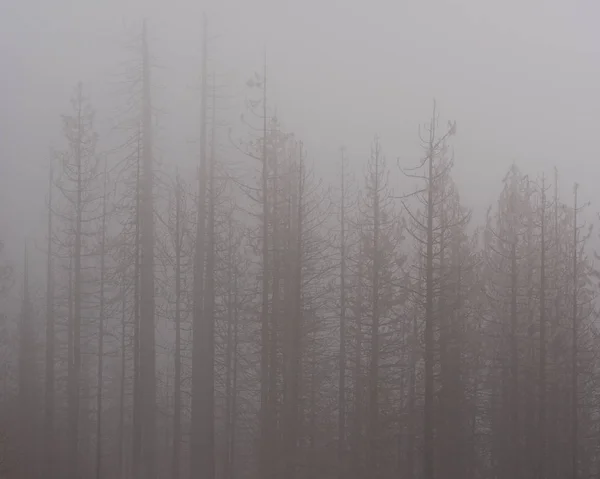 Bella Foresta Mattino — Foto Stock