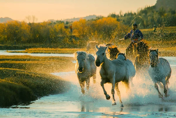 Cheval Dans Champ — Photo