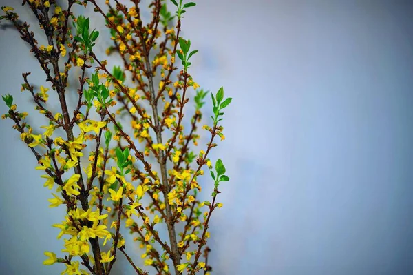 蓝天衬托下美丽的春花 — 图库照片