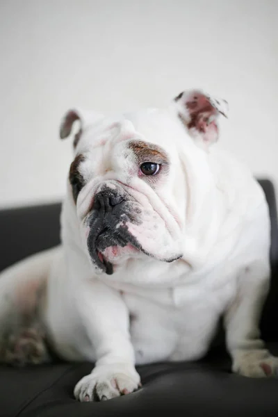 french bulldog puppy on a white background