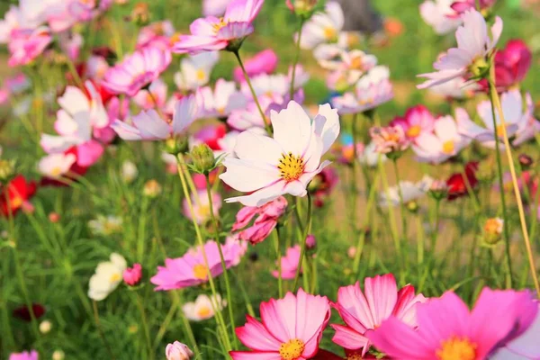 Kilátás Nyílik Virágok Virágzik — Stock Fotó