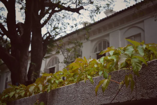 Hermosas Flores Ciudad — Foto de Stock