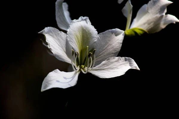 Krásný Botanický Záběr Přírodní Tapety — Stock fotografie