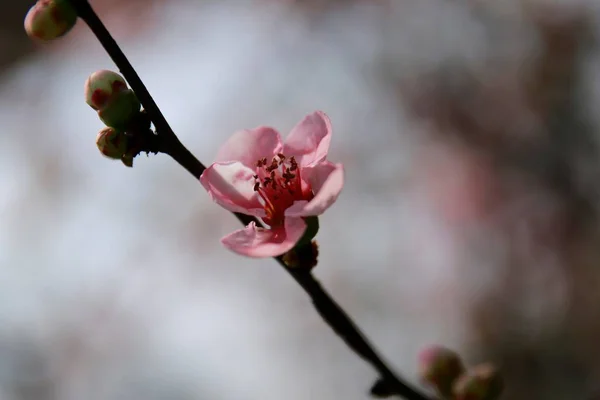 Mooie Bloeiende Sakura Bij Spring Garden — Stockfoto