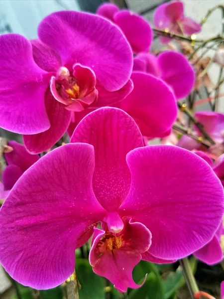 Schöne Botanische Aufnahme Natürliche Tapete — Stockfoto