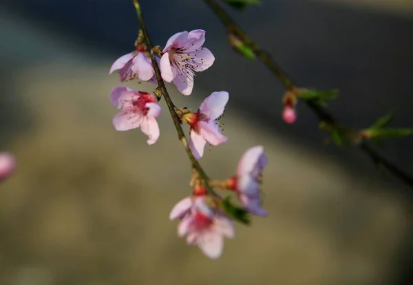 Персиковые Цветы Расцветают Весной — стоковое фото