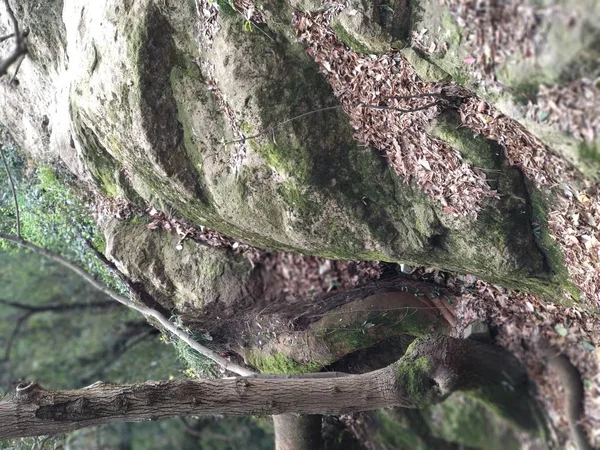 Tronco Árbol Con Gran Pedazo Madera — Foto de Stock