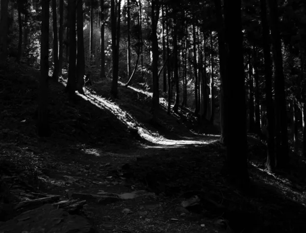 Uma Floresta Preta Branca — Fotografia de Stock