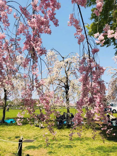Сакура Цвіте Парку — стокове фото