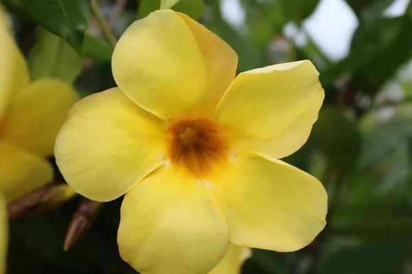 庭の美しい蘭の花 — ストック写真