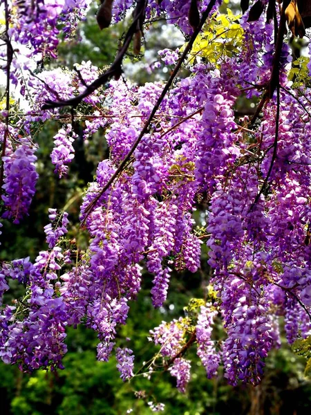 Cây violet Jacaranda được coi là những ngôi sao của rừng cây với màu tím xanh đẹp rực rỡ. Hãy chiêm ngưỡng bức hình về chúng, đem lại cảm giác nhẹ nhàng, tươi mới cho ngày mới.