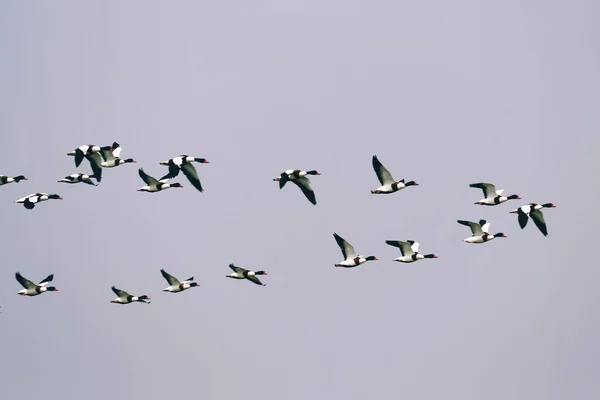 Vogelschwarm Fliegt Den Himmel — Stockfoto