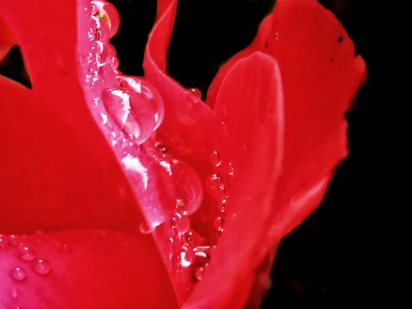 red rose in the water