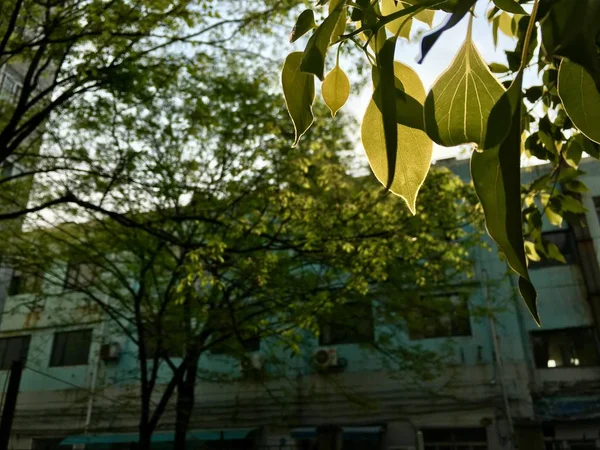 Hojas Verdes Jardín — Foto de Stock