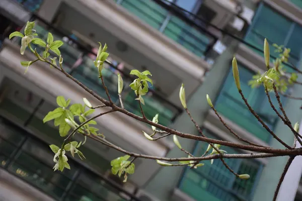 在花园里的花 — 图库照片