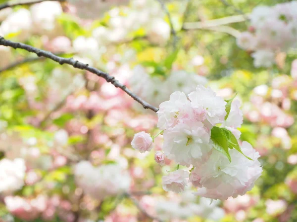 Zsenge Virágok Virágzó Sakura Kertjében — Stock Fotó
