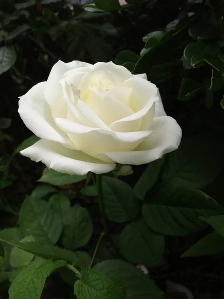 Vacker Botanisk Skott Naturliga Tapeter — Stockfoto