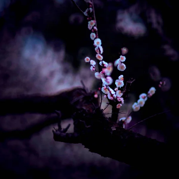 Gyönyörű Virágok Erdőben — Stock Fotó