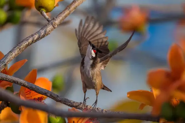 Tropický Pták Přírodě Flóra Fauna Volně Žijící Zvěř — Stock fotografie