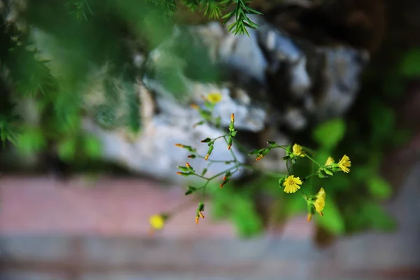 美丽的植物学照片 天然壁纸 — 图库照片