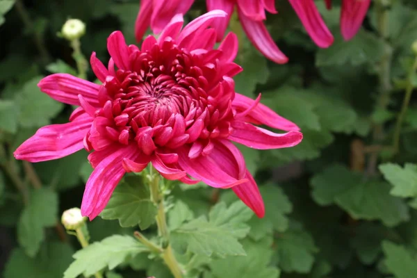 Vacker Blommig Skott Naturlig Blomma Tapet — Stockfoto