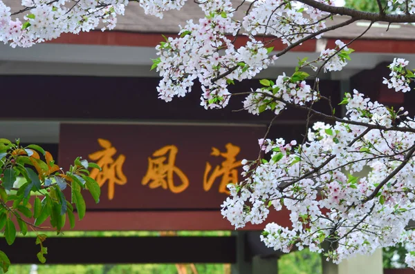 shot of apple flowers blossoming in spring