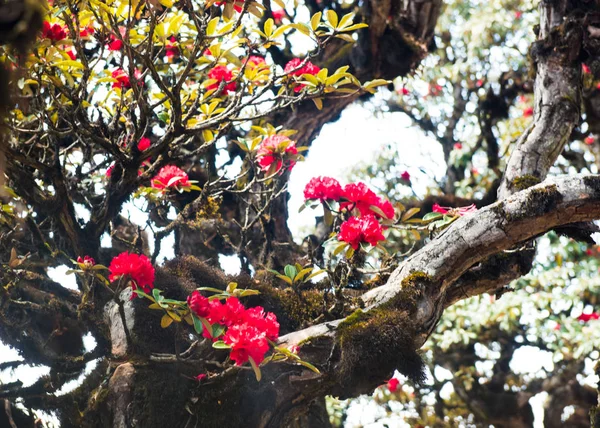 Fiore Rosso Giardino — Foto Stock