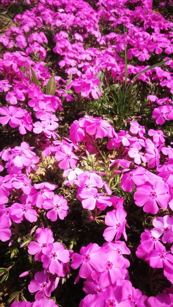 Schöne Botanische Aufnahme Natürliche Tapete — Stockfoto