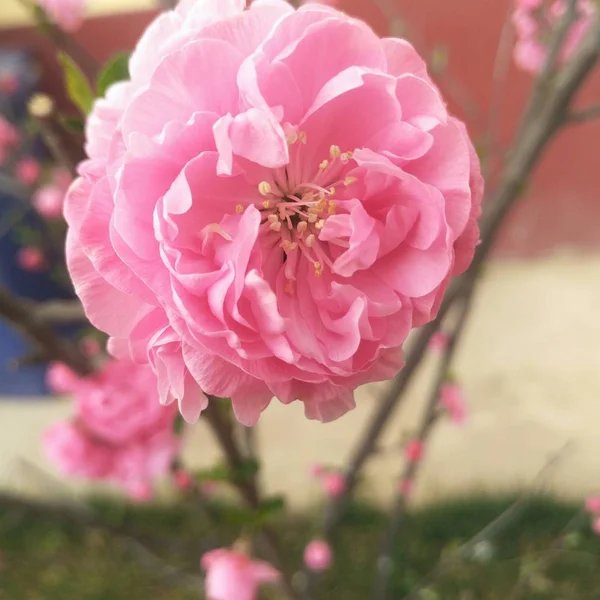 Różowa Róża Ogrodzie — Zdjęcie stockowe