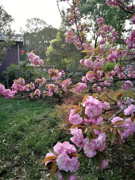 花园里美丽的粉红色花朵 — 图库照片