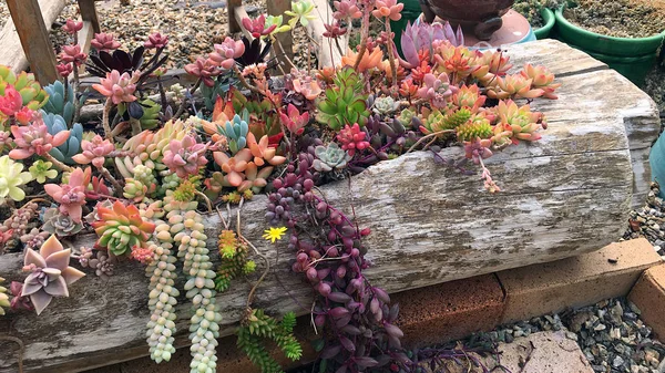 Mooie Bloemen Schot Natuurlijke Bloei Behang — Stockfoto