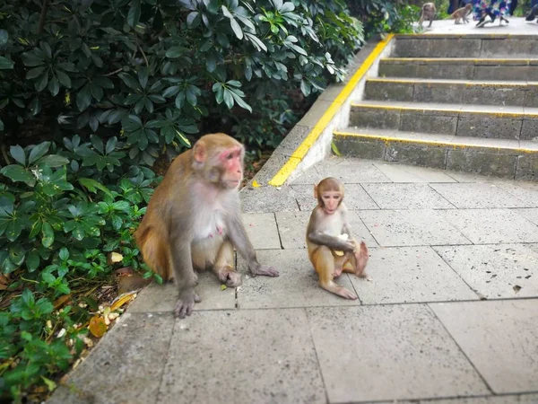 Familia Monos Parque — Foto de Stock