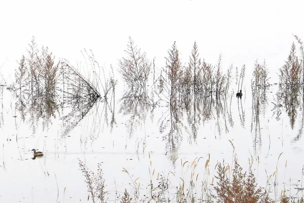 Paisaje Invierno Con Nieve — Foto de Stock