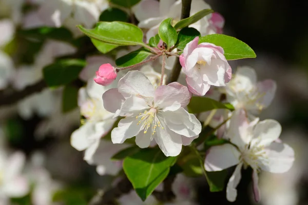 Весна Квітучі Білі Пелюстки Квітів — стокове фото