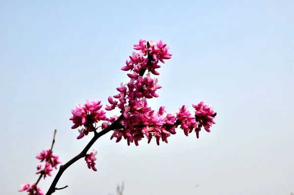 Rózsaszín Virágok Kék Háttér — Stock Fotó