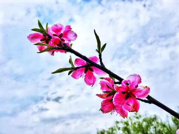 Roze Bloemen Een Blauwe Hemelachtergrond — Stockfoto