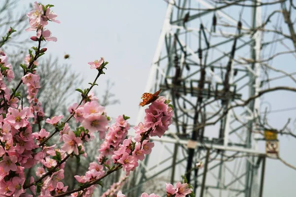 花园里的粉红花朵 — 图库照片