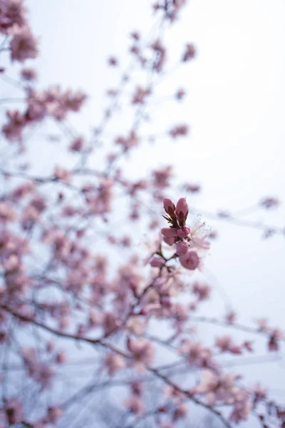 Early spring peach blossoms at daytime