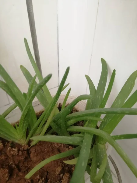 Planta Verde Una Olla — Foto de Stock