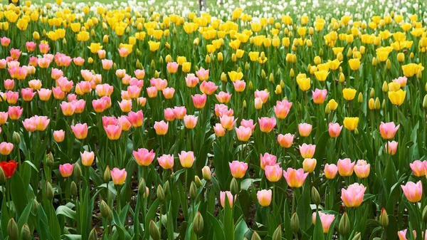 春が来て チューリップの花が咲く — ストック写真