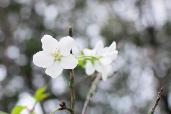 Primavera Florescendo Pétalas Flores Brancas — Fotografia de Stock