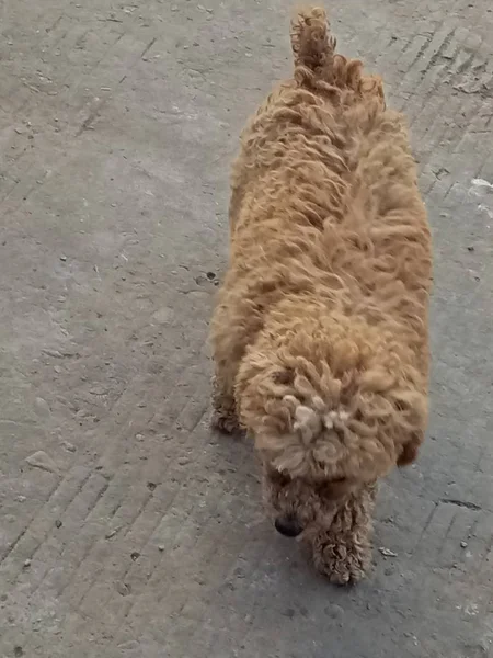 fluffy dog standing outdoors