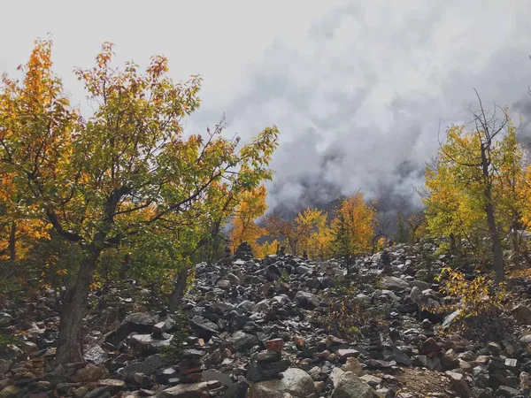 Colorido Follaje Otoño Los Bosques Deja — Foto de Stock